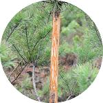 Protection des arbres : manchon double réseau