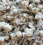 Edelweiss des Alpes, sachets de 100/500/1000g