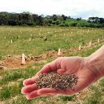 Graines de truffes - Inoculum de Tuber Uncinatum