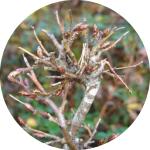 Protection des arbres : manchon climatique