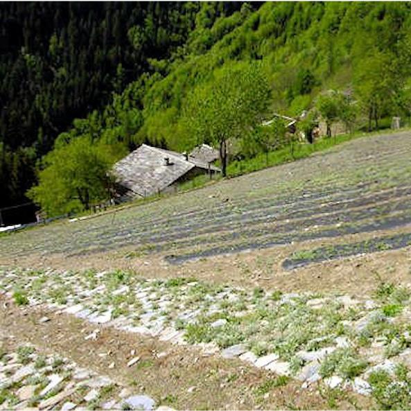 Génépi des Alpes 100g, sachet de brins, fleurs, feuilles