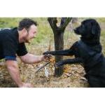 Truffes d'entrainement pour chien truffier