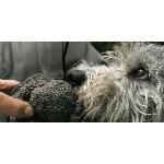 Truffes d'entrainement pour chien truffier