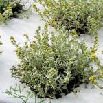 Génépi des Alpes en sachet dose 5g (brins, fleurs, feuilles)