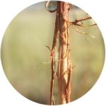 Protection des arbres : manchon climatique