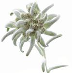 Edelweiss des Alpes, gros sachet (environ 70 fleurs)