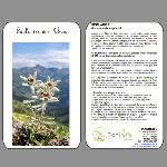 Edelweiss des Alpes, gros sachet (environ 70 fleurs)