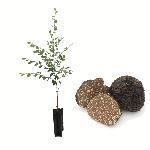 Bouleau blanc truffier - Tuber Melanosporum