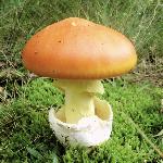 Mélange forestier "Royal" 4 champignons d'exception, sachet de 130g