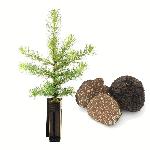 Pin Noir Truffier - Tuber Melanosporum