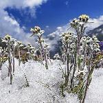 Edelweiss des Alpes, gros sachet (environ 70 fleurs)