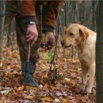 Dressage chien truffier - huile et truffe d'entrainement