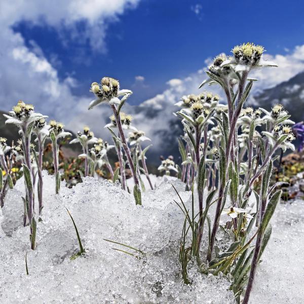 Edelweiss des Alpes, gros sachet de fleurs séchées