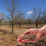 Graines de truffes - Inoculum de Tuber Uncinatum