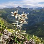 Edelweiss des Alpes, sachets de 100/500/1000g