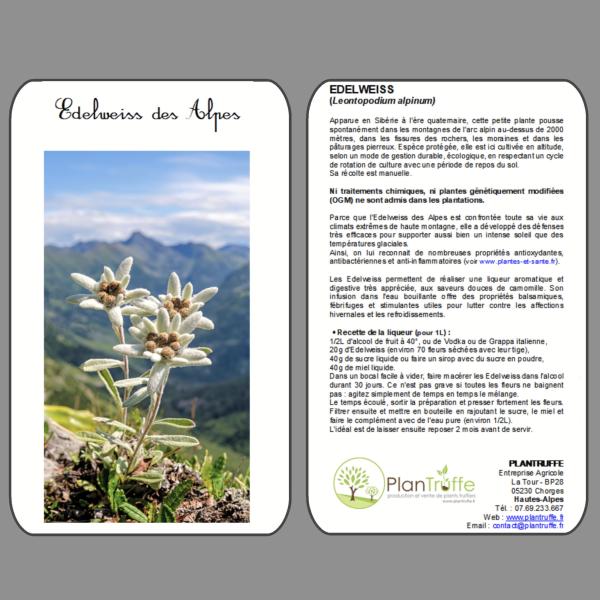 Edelweiss des Alpes, gros sachet de fleurs séchées