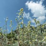 Génépi des Alpes en sachet dose 5g (brins, fleurs, feuilles)
