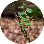 Protection des arbres : filet anti-liévres et chevreuils. Vendu au mètre linéaire