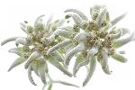 Edelweiss des Alpes, sachets de 100/500/1000g