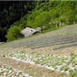 Génépi des Alpes en sachet dose 5g (brins, fleurs, feuilles)