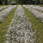 Edelweiss des Alpes, gros sachet (environ 70 fleurs)