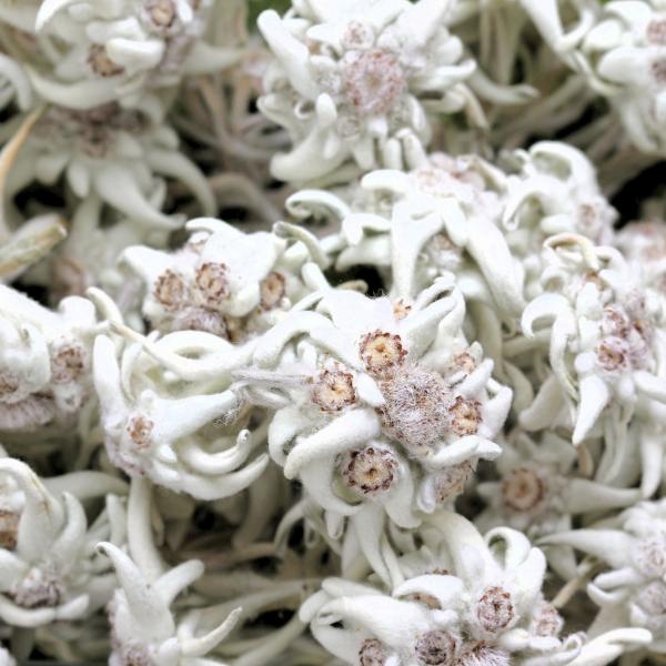 Edelweiss des Alpes, gros sachet de fleurs séchées